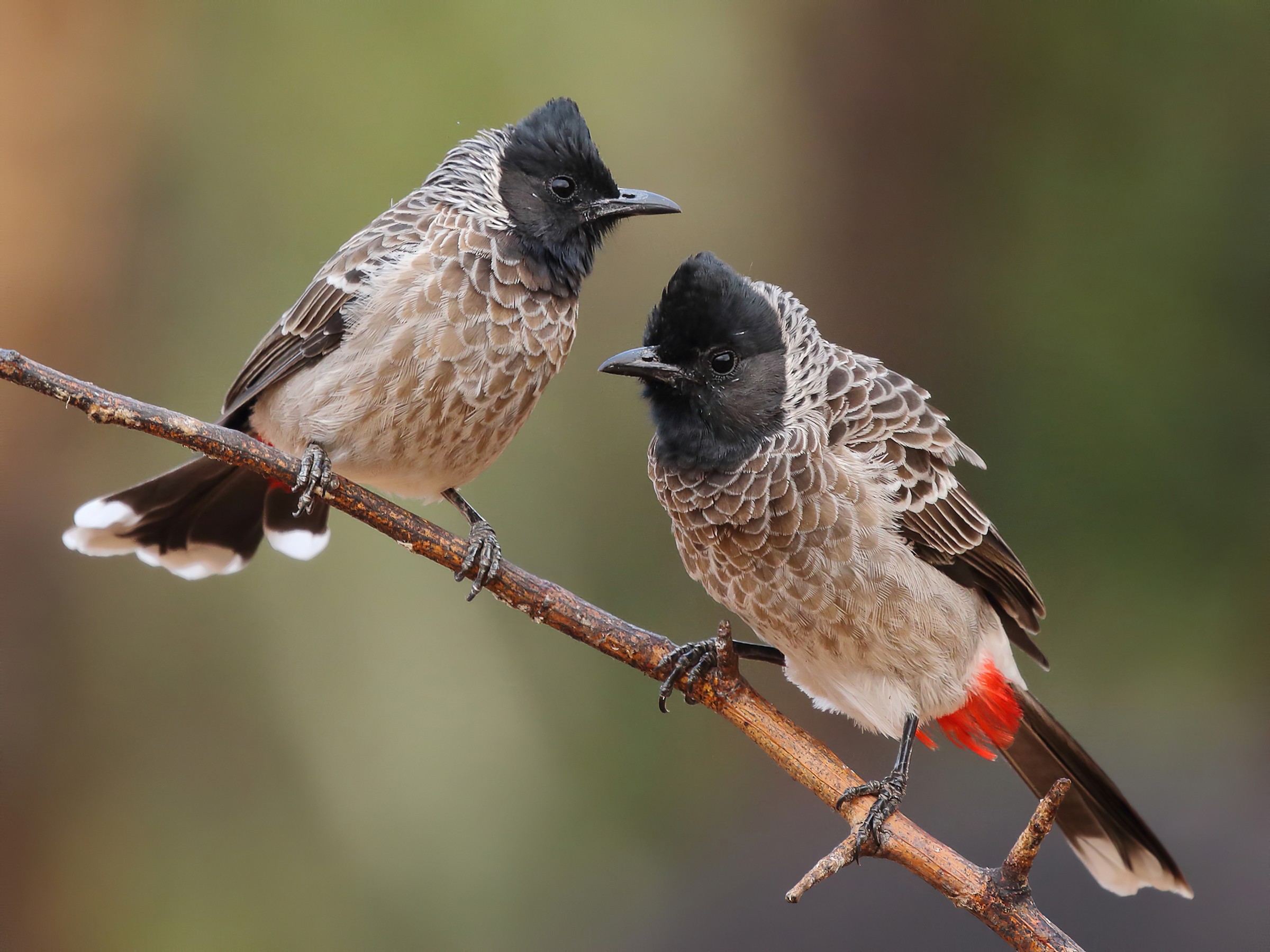 Red-vented Bulbul: The Cheerful Voice of Kakani