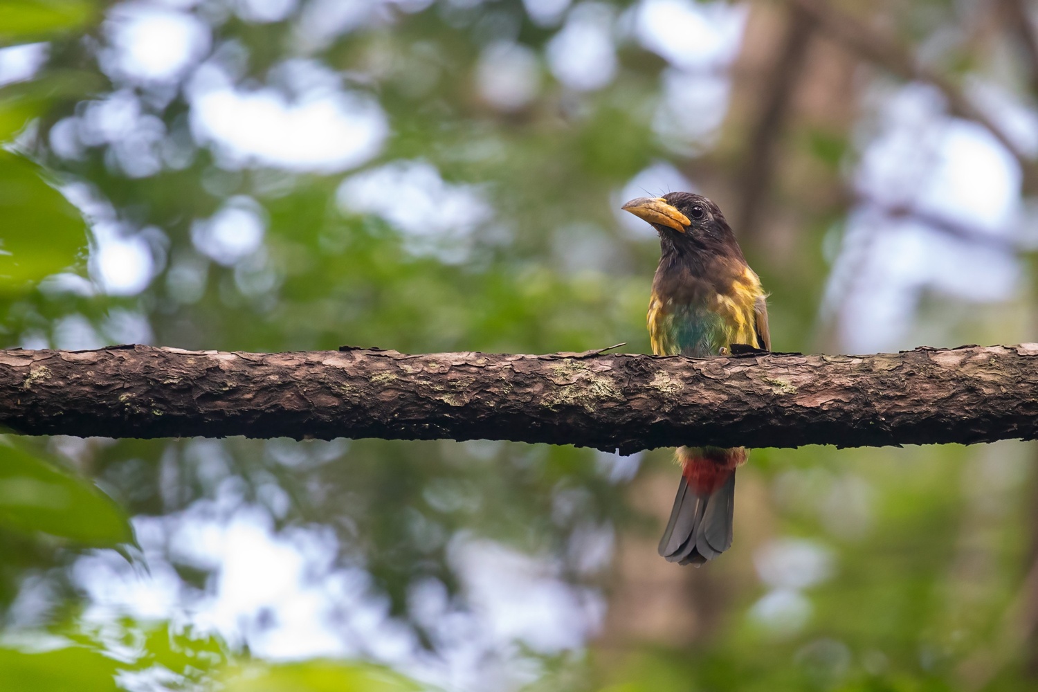 Phulchoki Hill One-Day Birdwatching Tour - Image 3