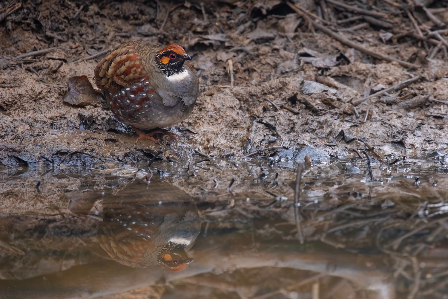 Phulchoki Hill One-Day Birdwatching Tour