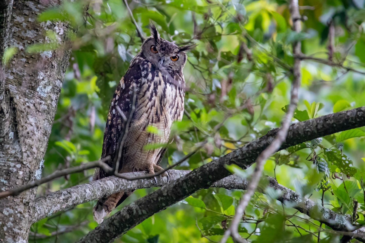 Kathmandu Birdwatching Hike