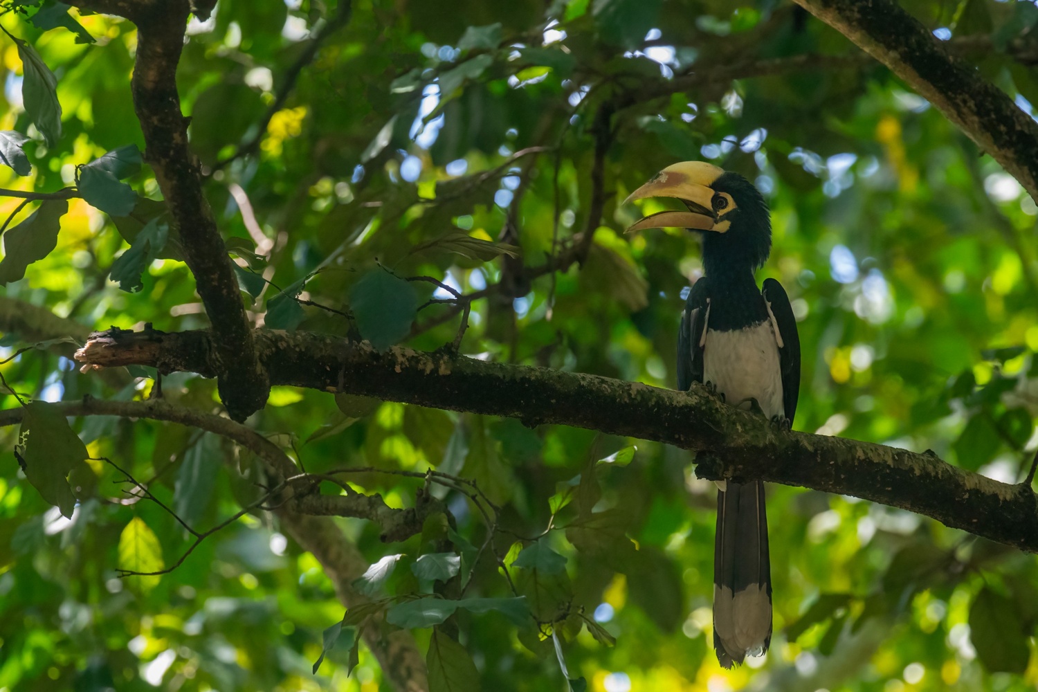 Bardia National Park Birdwatching - Image 3