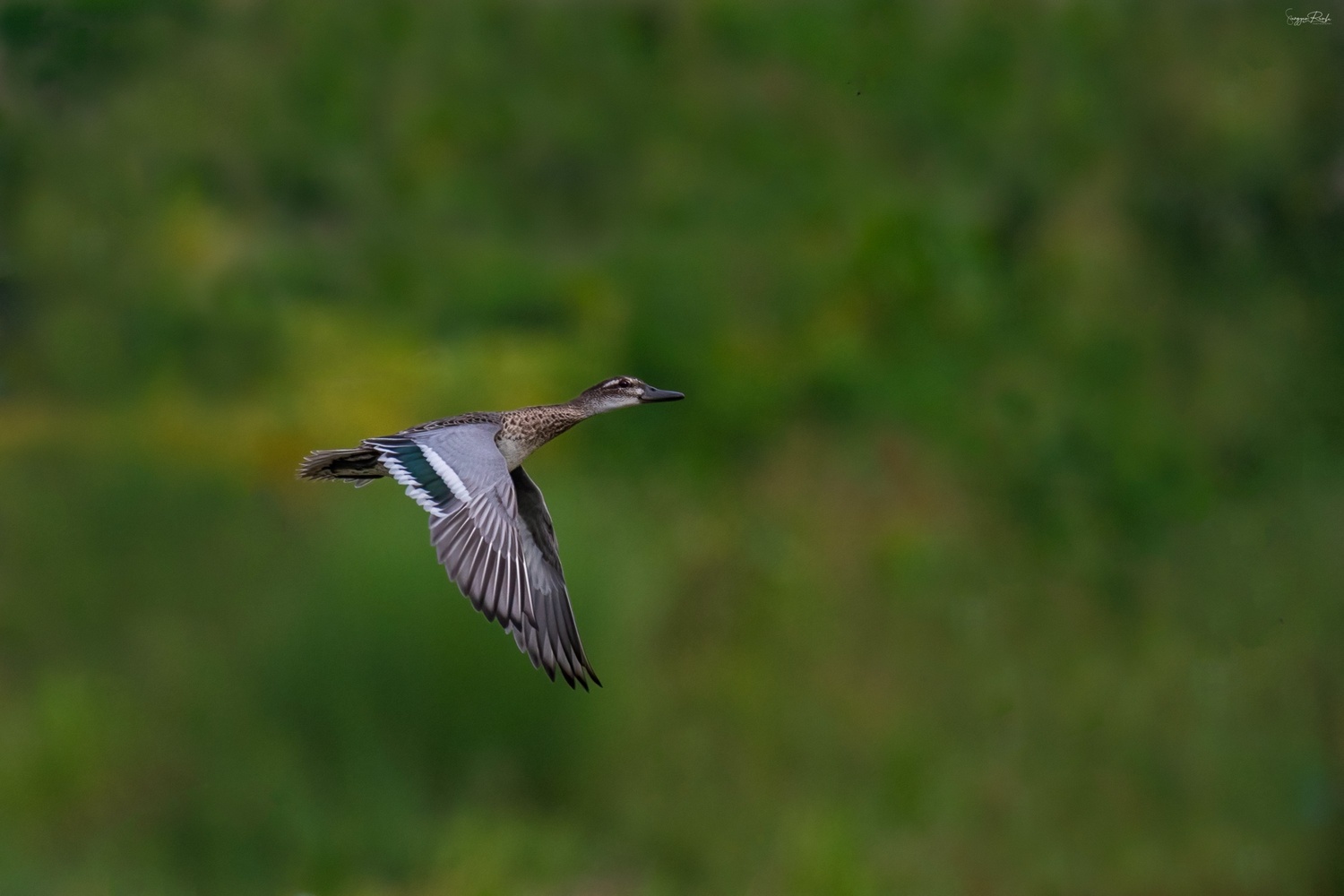 One day Taudaha Birdwatching - Image 4