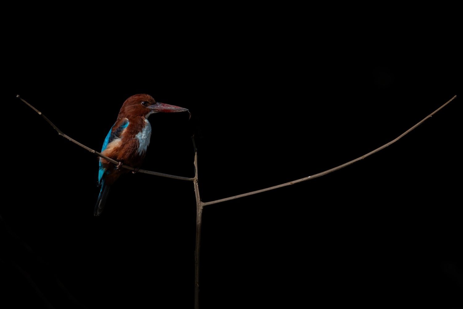 Birding Around Kathnmandu Valley - Image 2