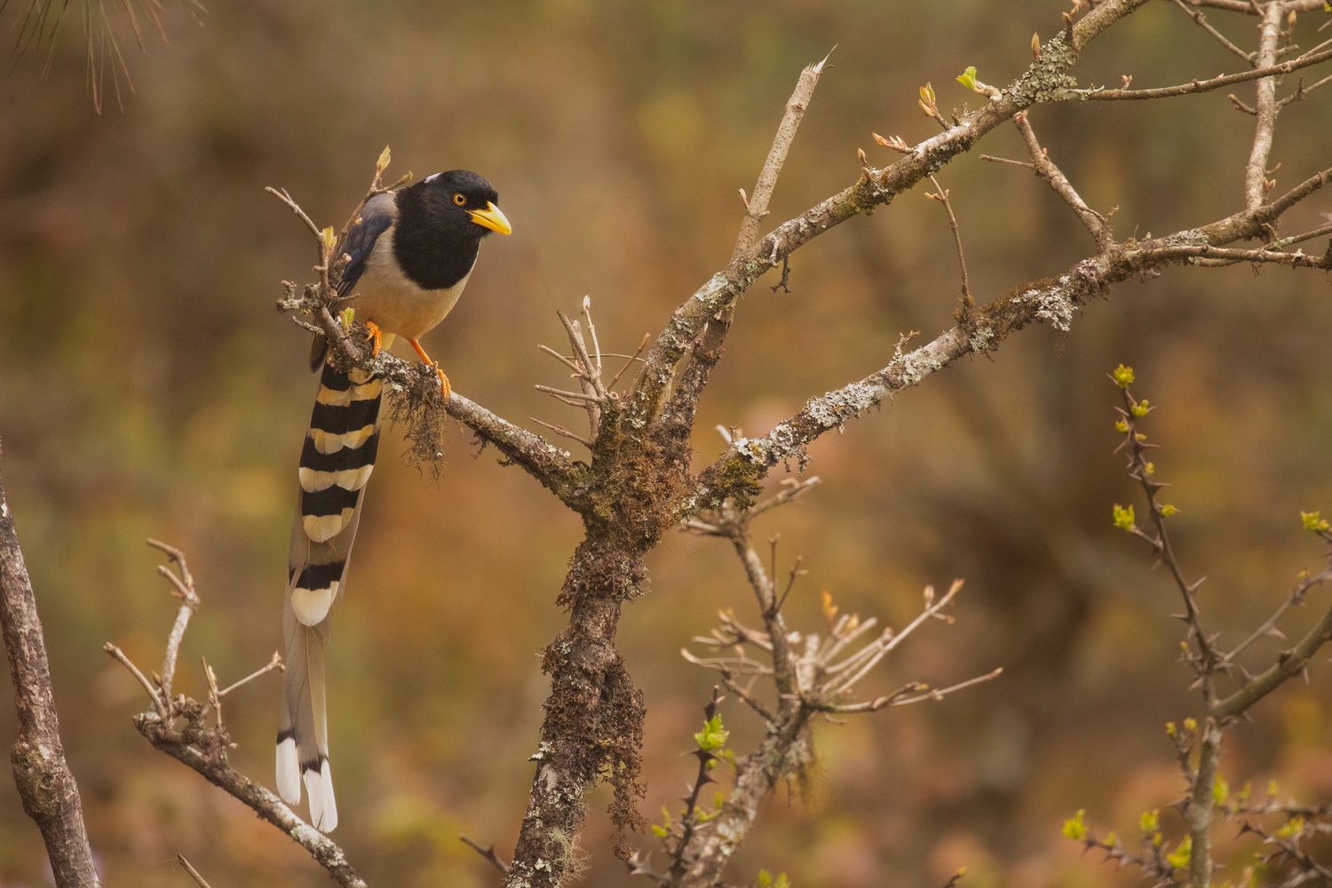 Everest Gokyo Birding Trek - Image 3