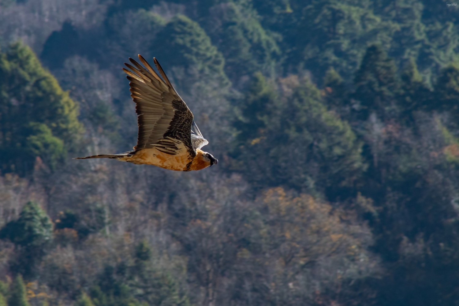 Annapurna Birdwatching Trek – 14 Days - Image 2