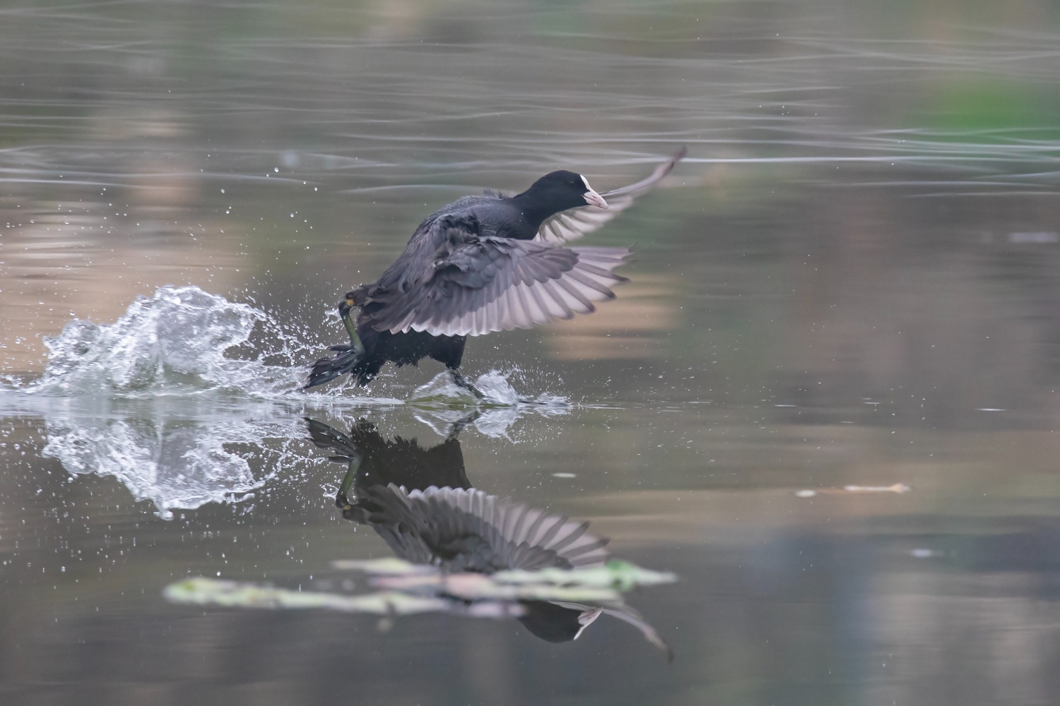One day Taudaha Birdwatching - Image 2