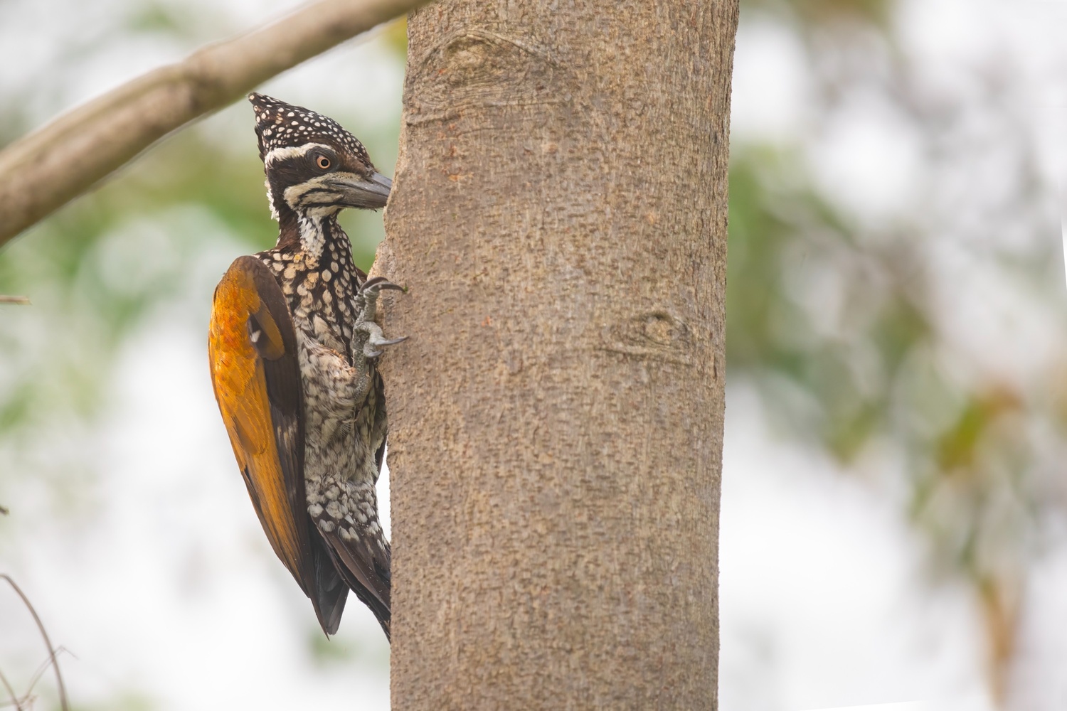 Chitwan Bird Watching Tour – 7 Days - Image 3
