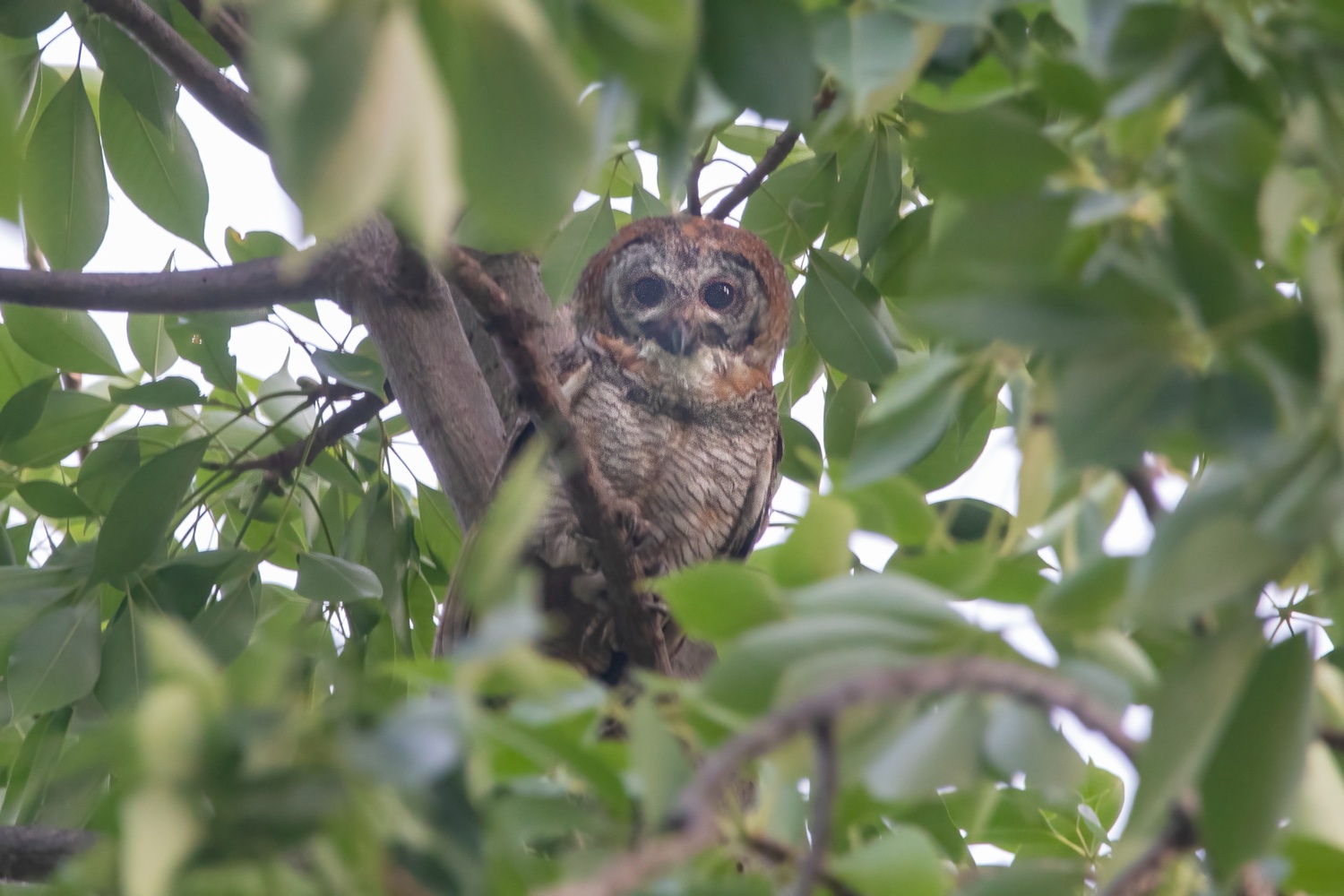 Bardia National Park Birdwatching - Image 2