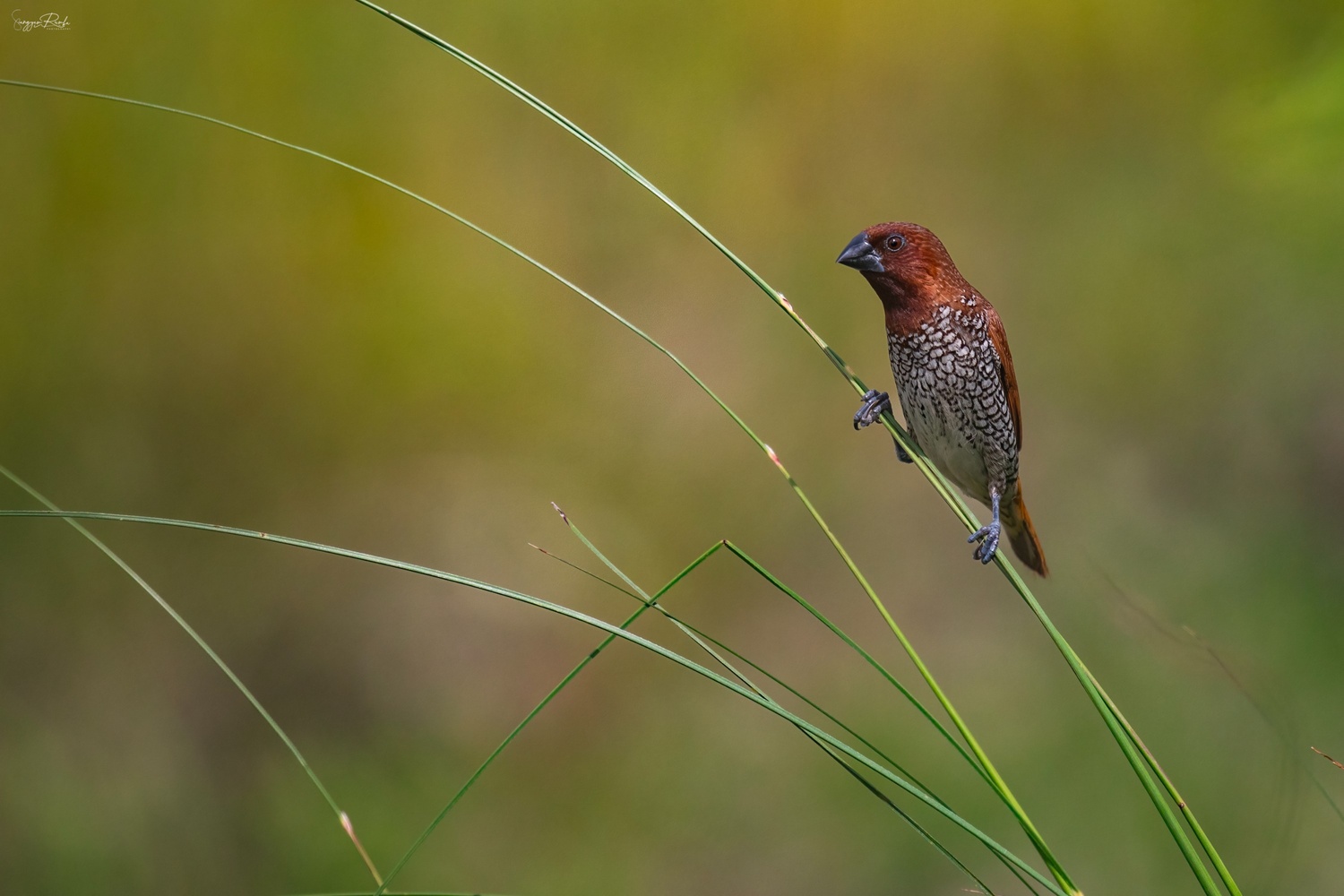 Kathmandu Birdwatching Hike - Image 2