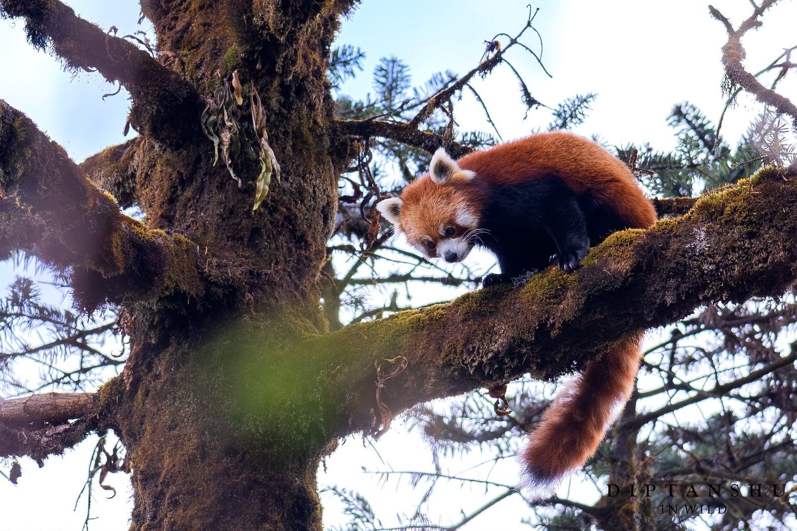 Red Panda Expedition - Image 3
