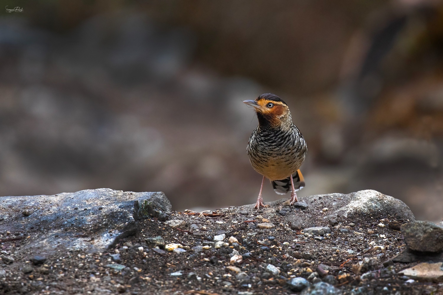 Everest Gokyo Birding Trek - Image 2
