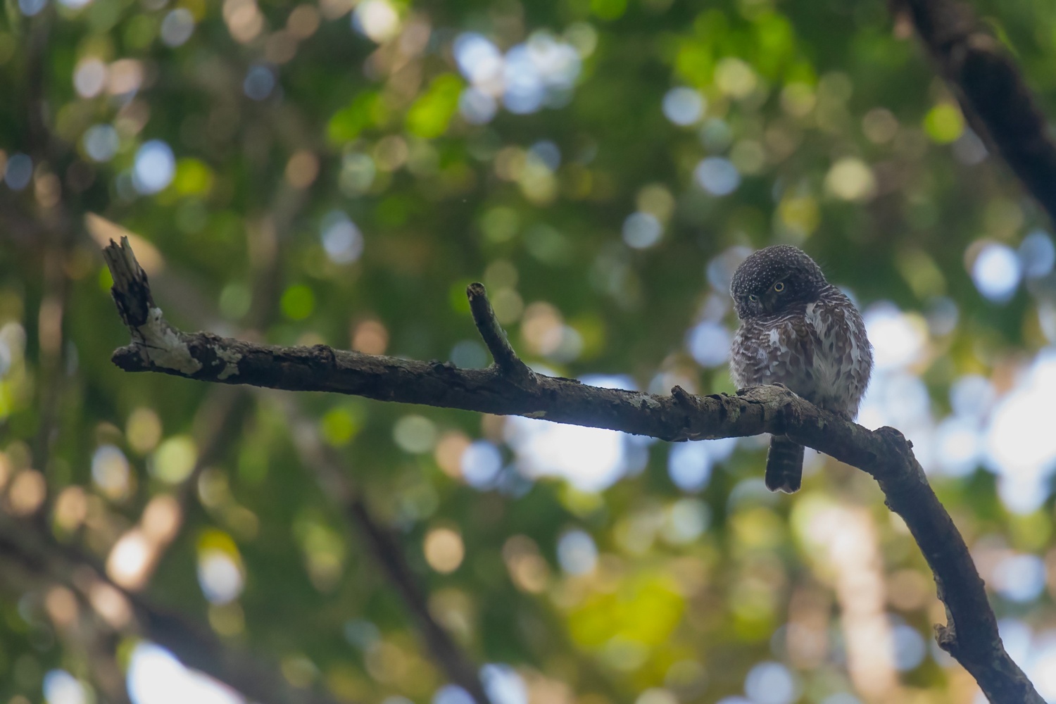 Collared Owlet