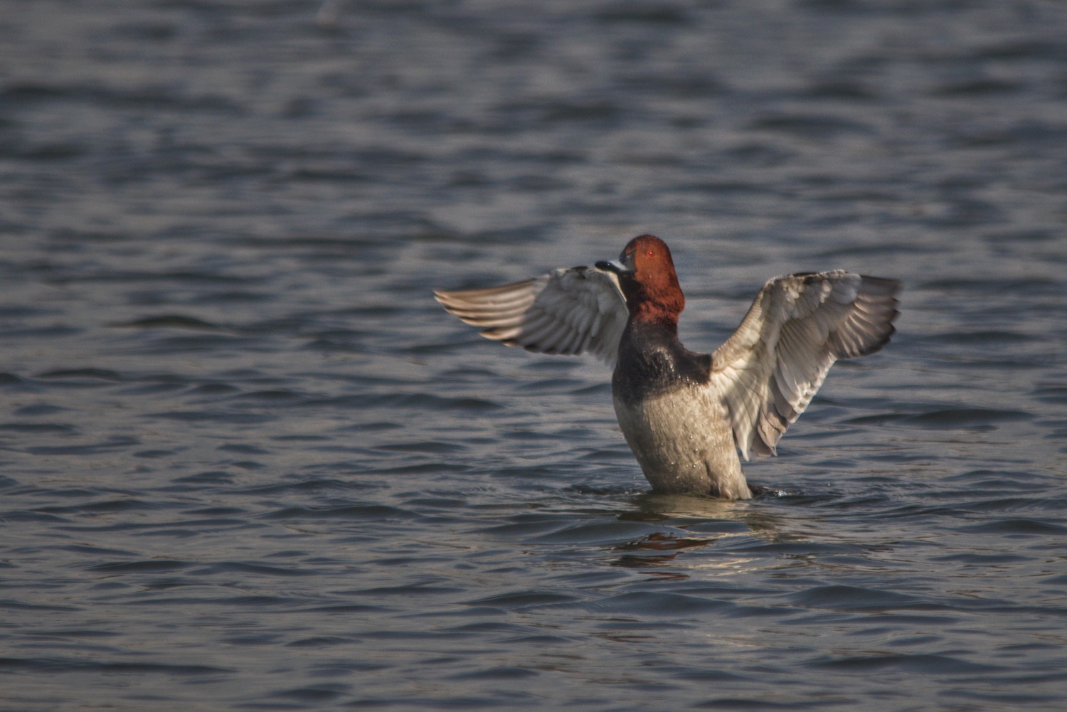 Common Pochard
