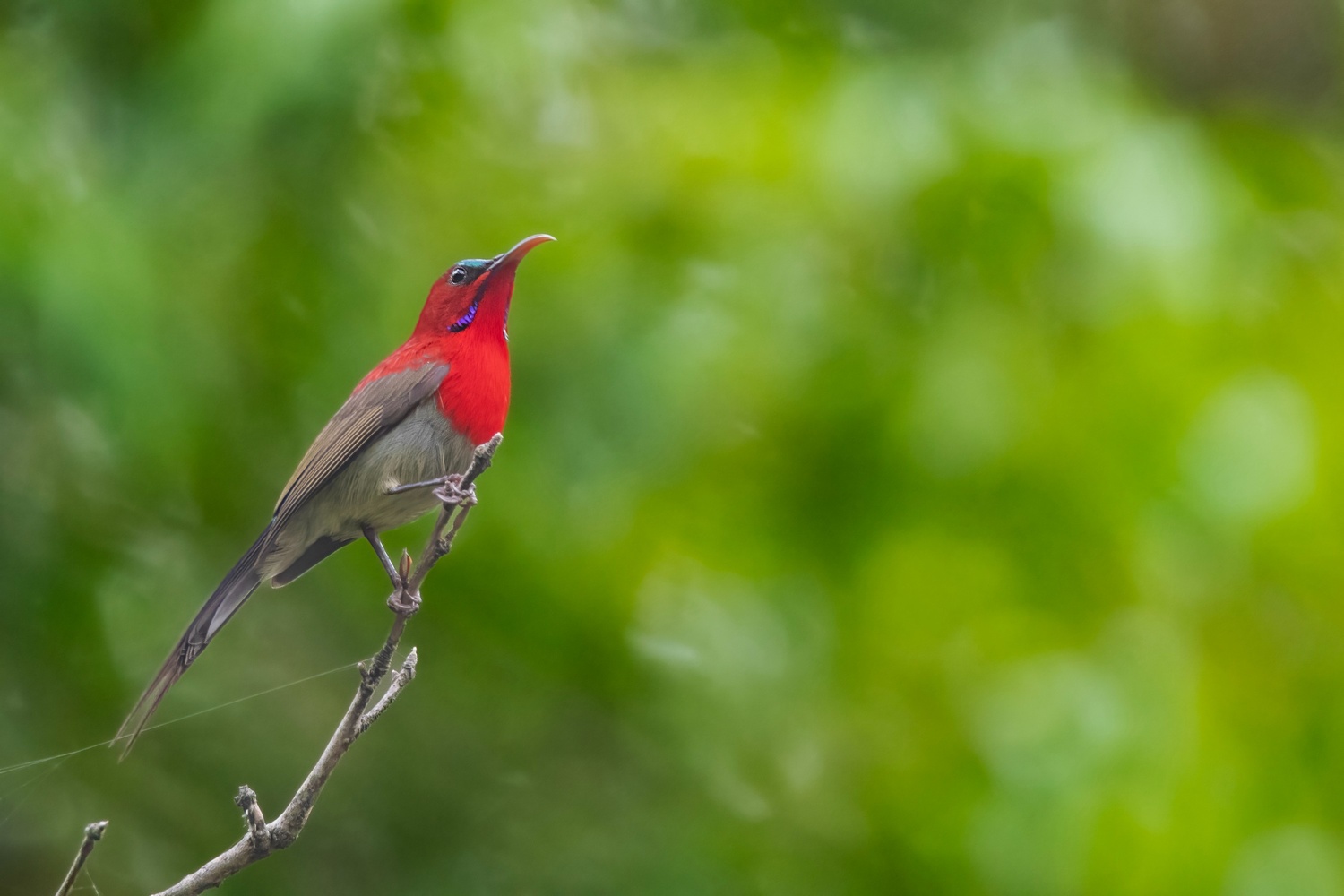 Crimsonsunbird