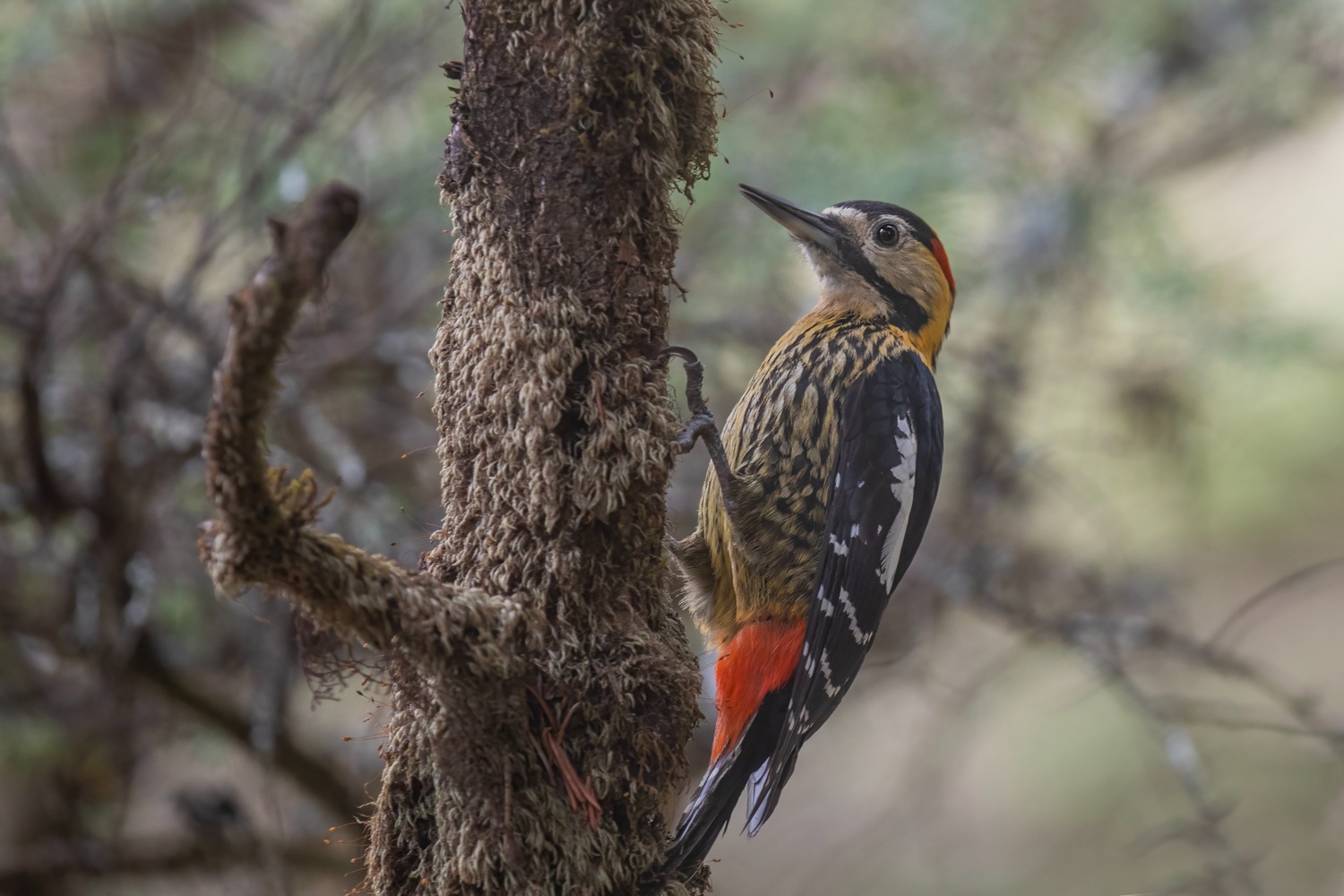 DarjeelingWoodpecker