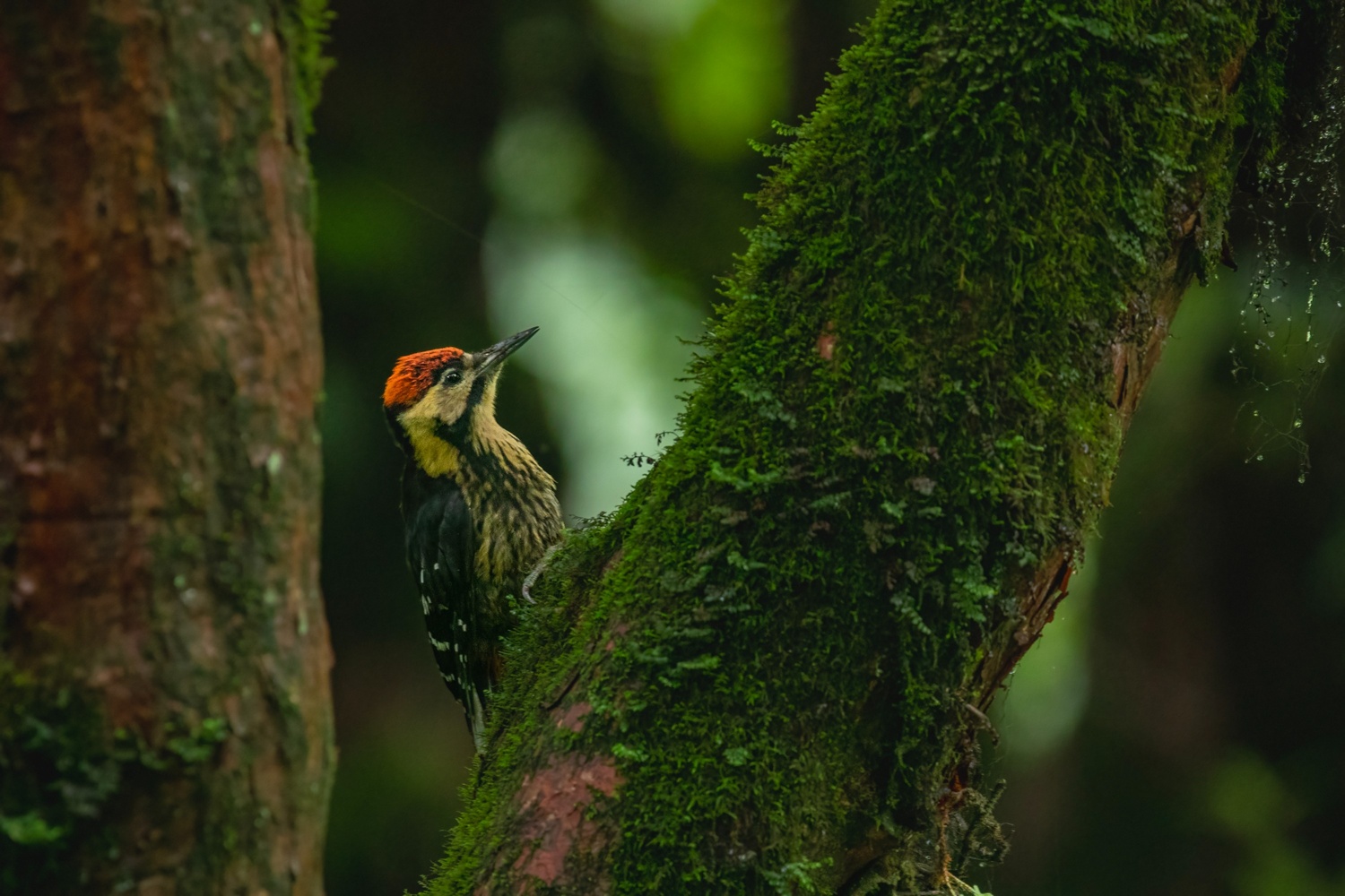 Darjelingwoodpecker