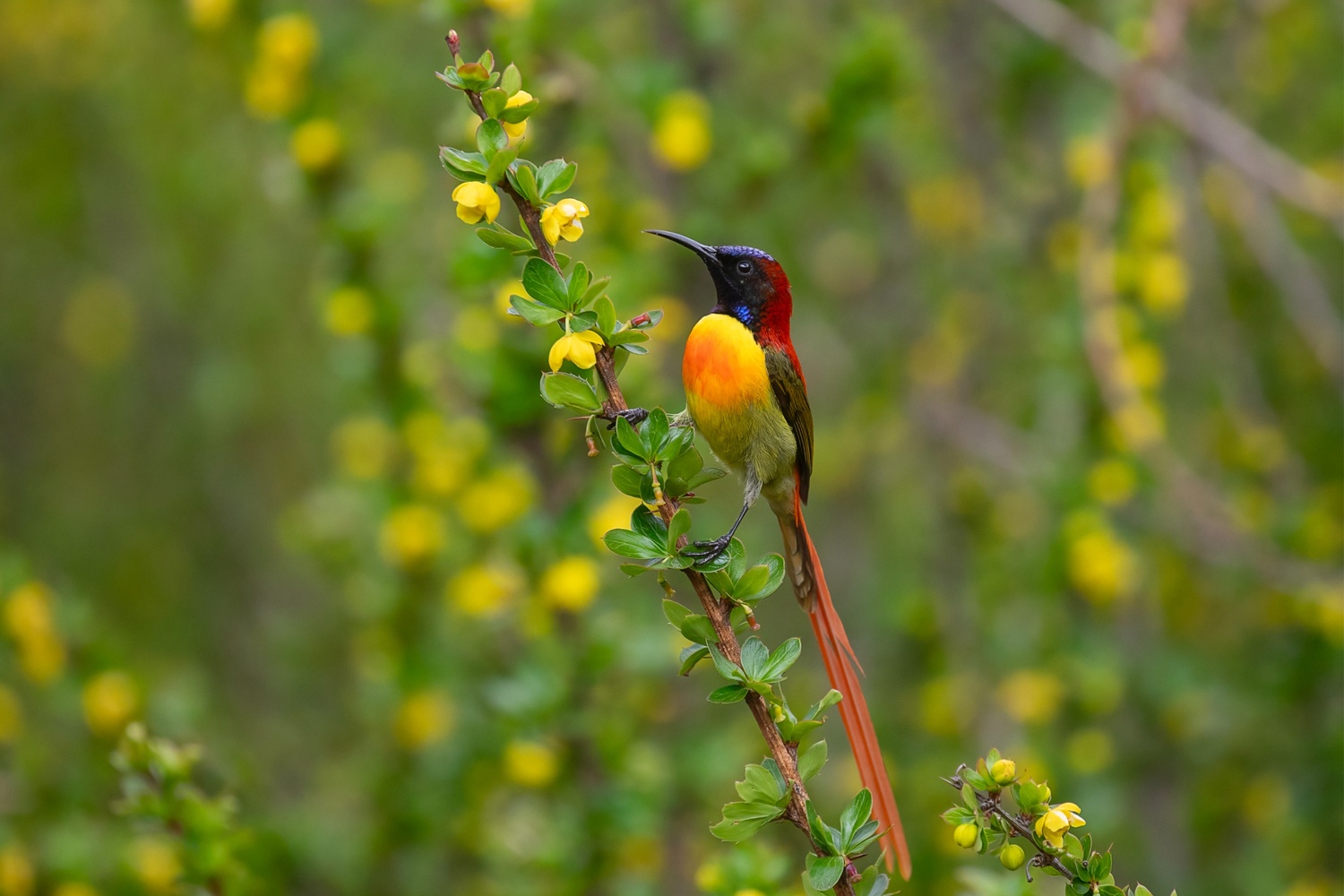Fire Tailed Sunbird