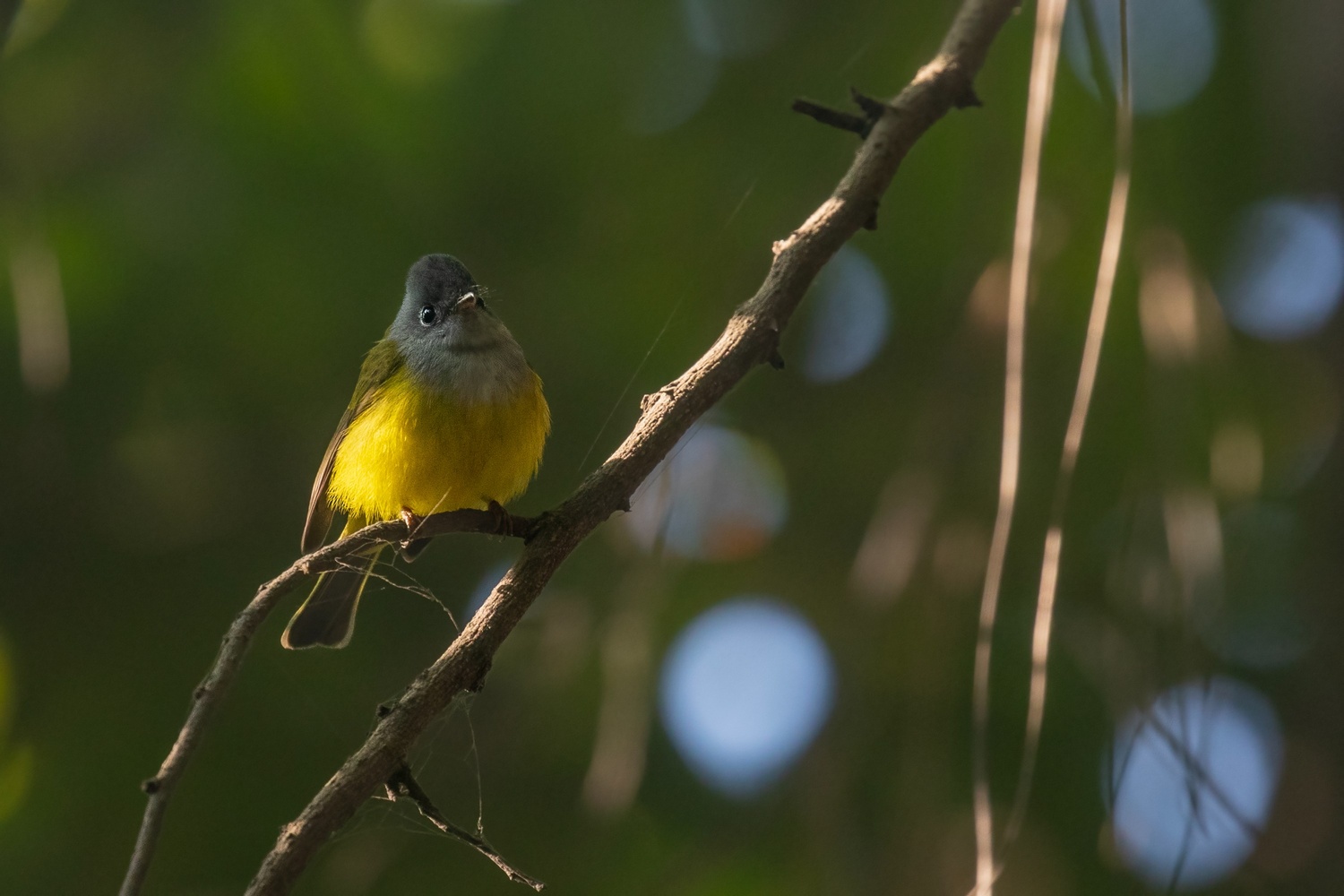 GraycanaryFlycatcher