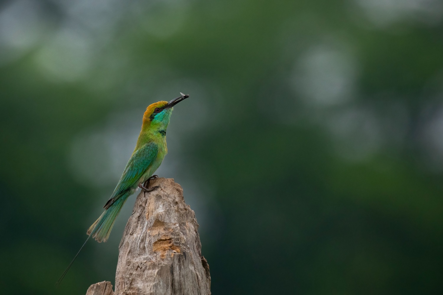 Green beeater