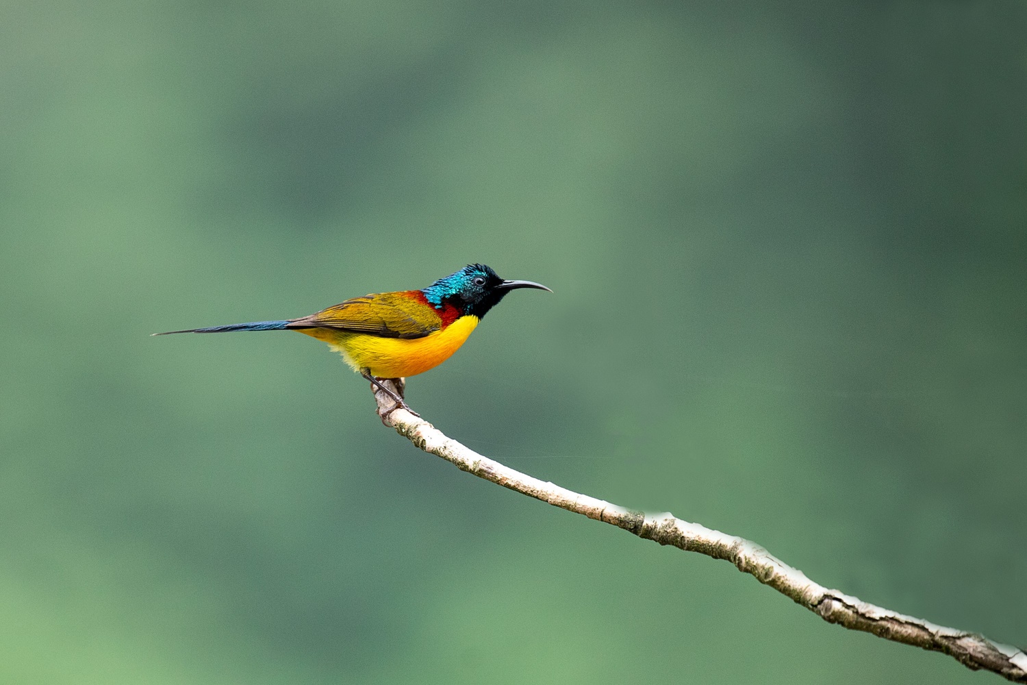 Green tailedsunbird