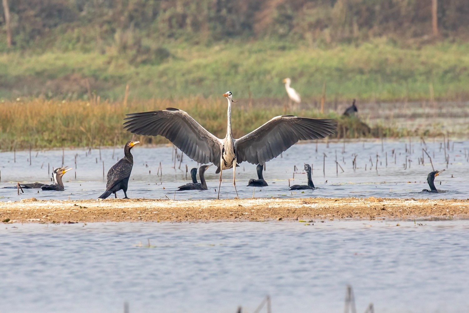 Greyheron