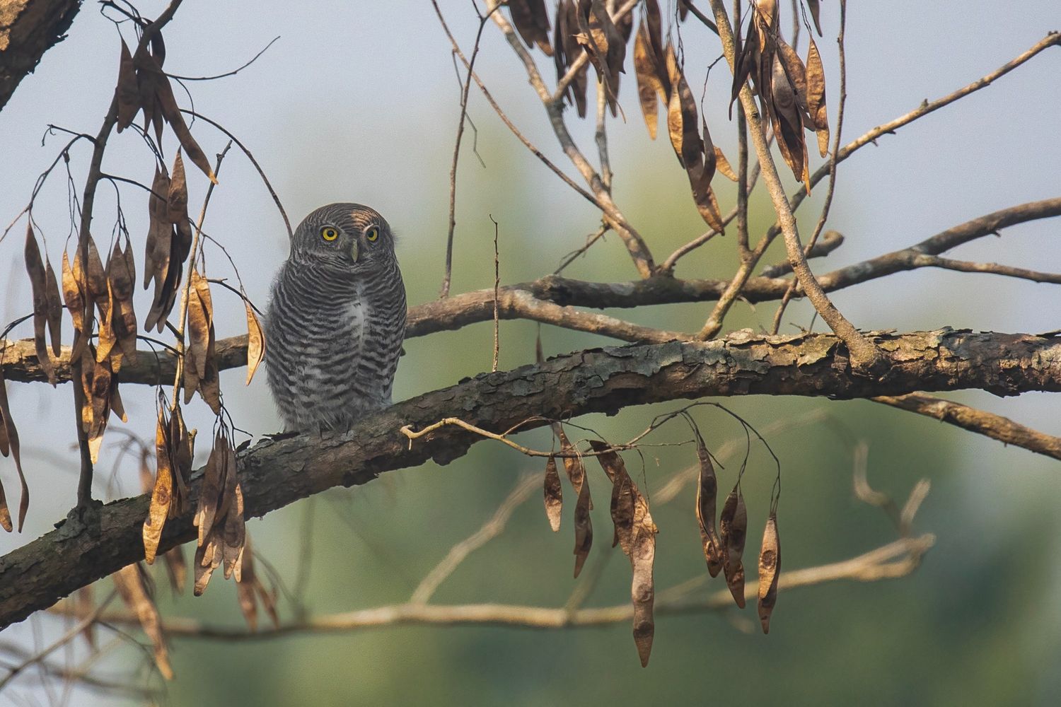 Jungleowlet