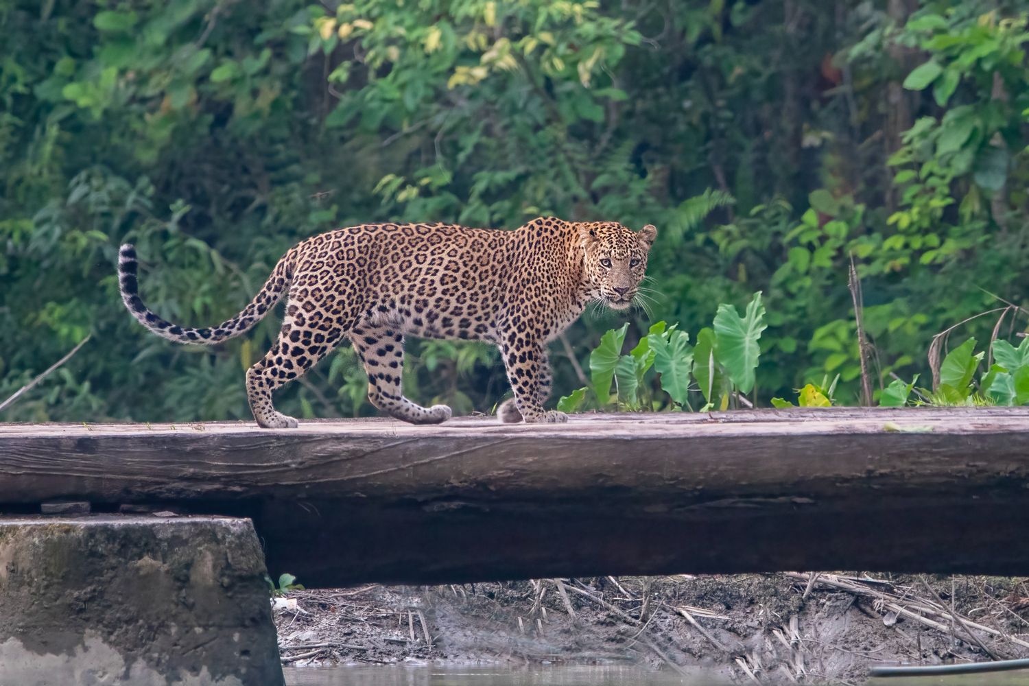 Leopard