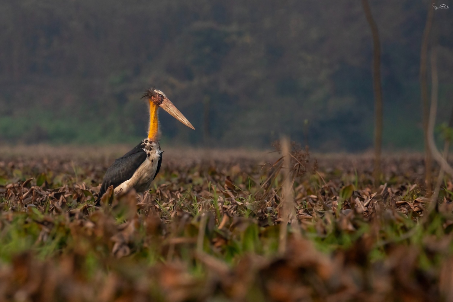 Lesser adjutant