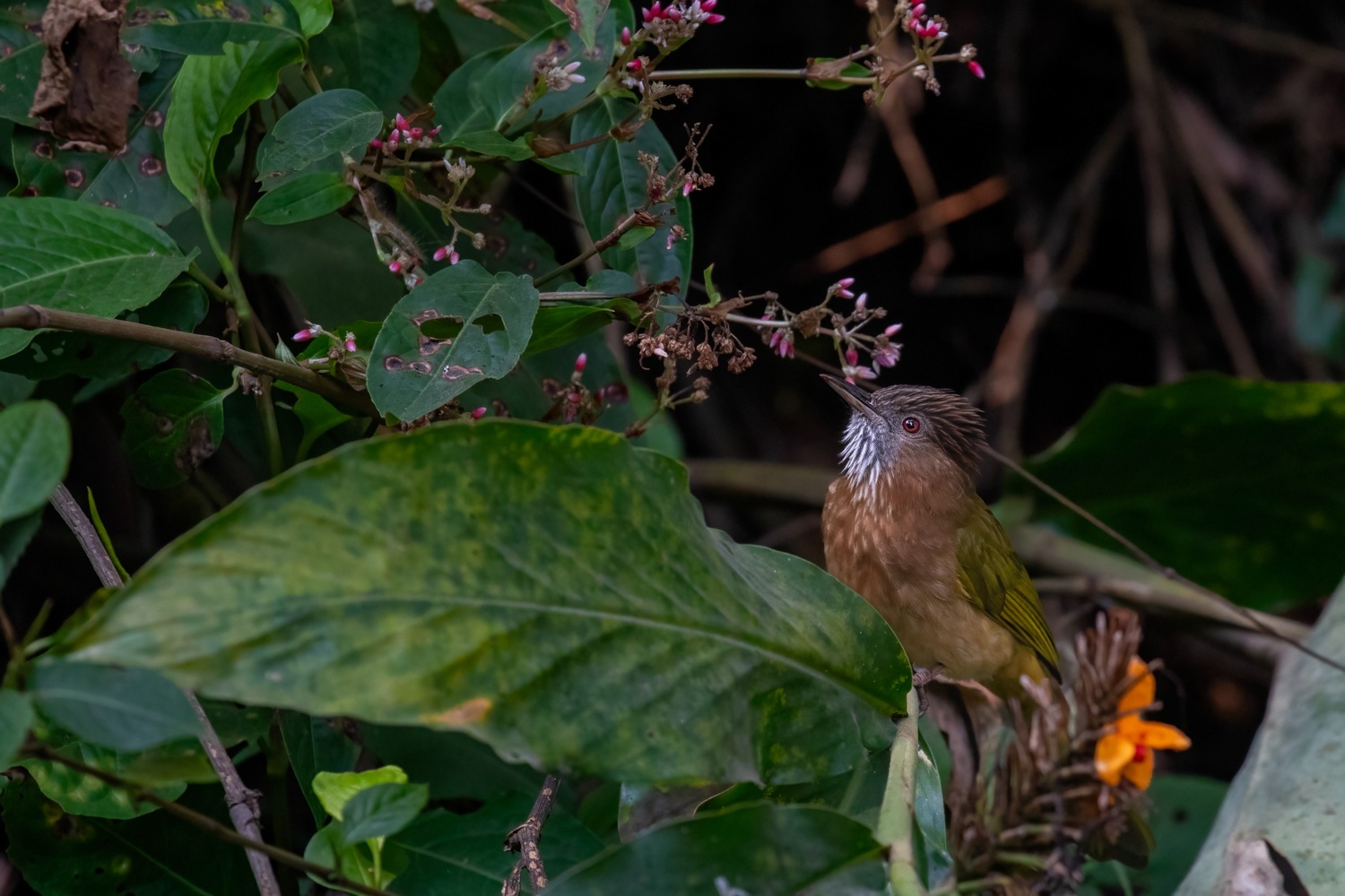Mountainbulbul