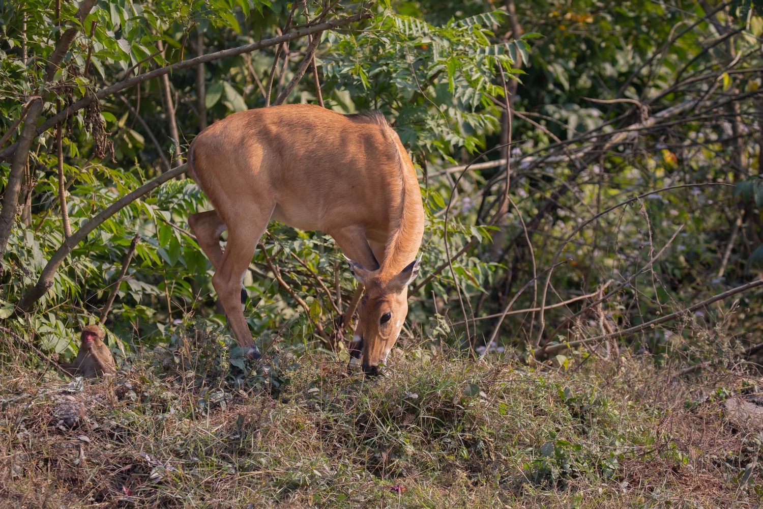 Nilgai
