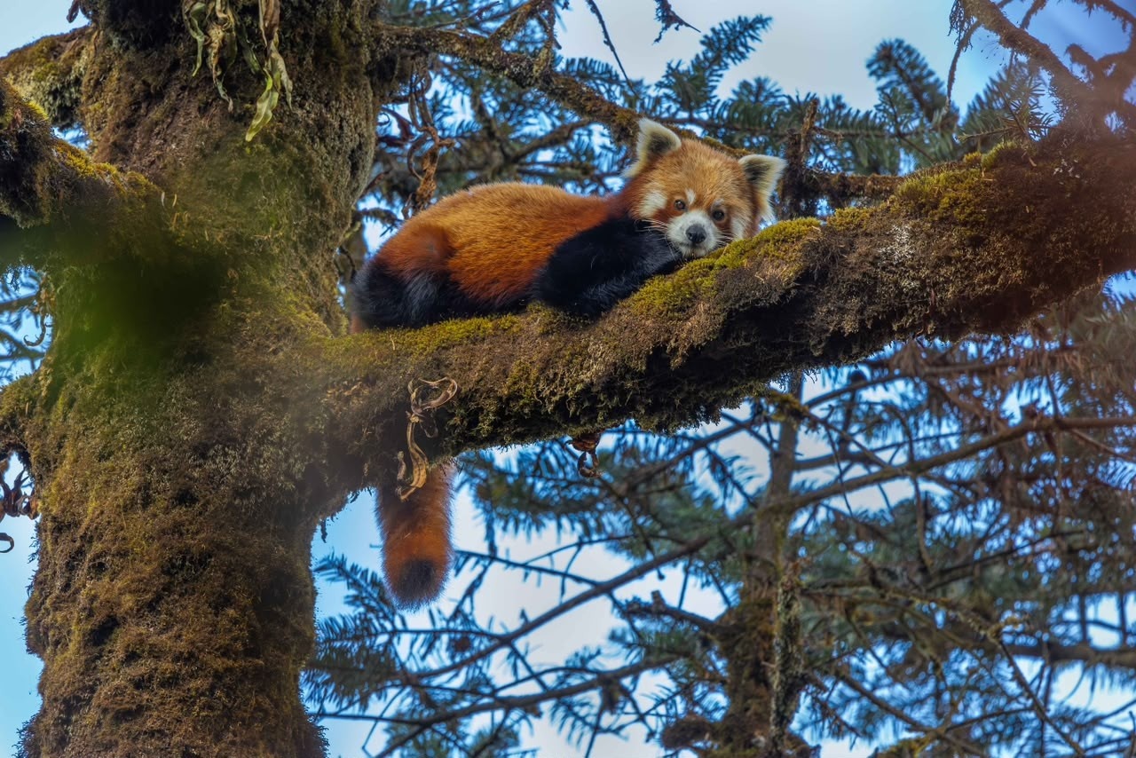 Red panda
