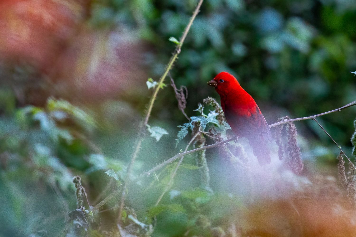 Scarletfinch