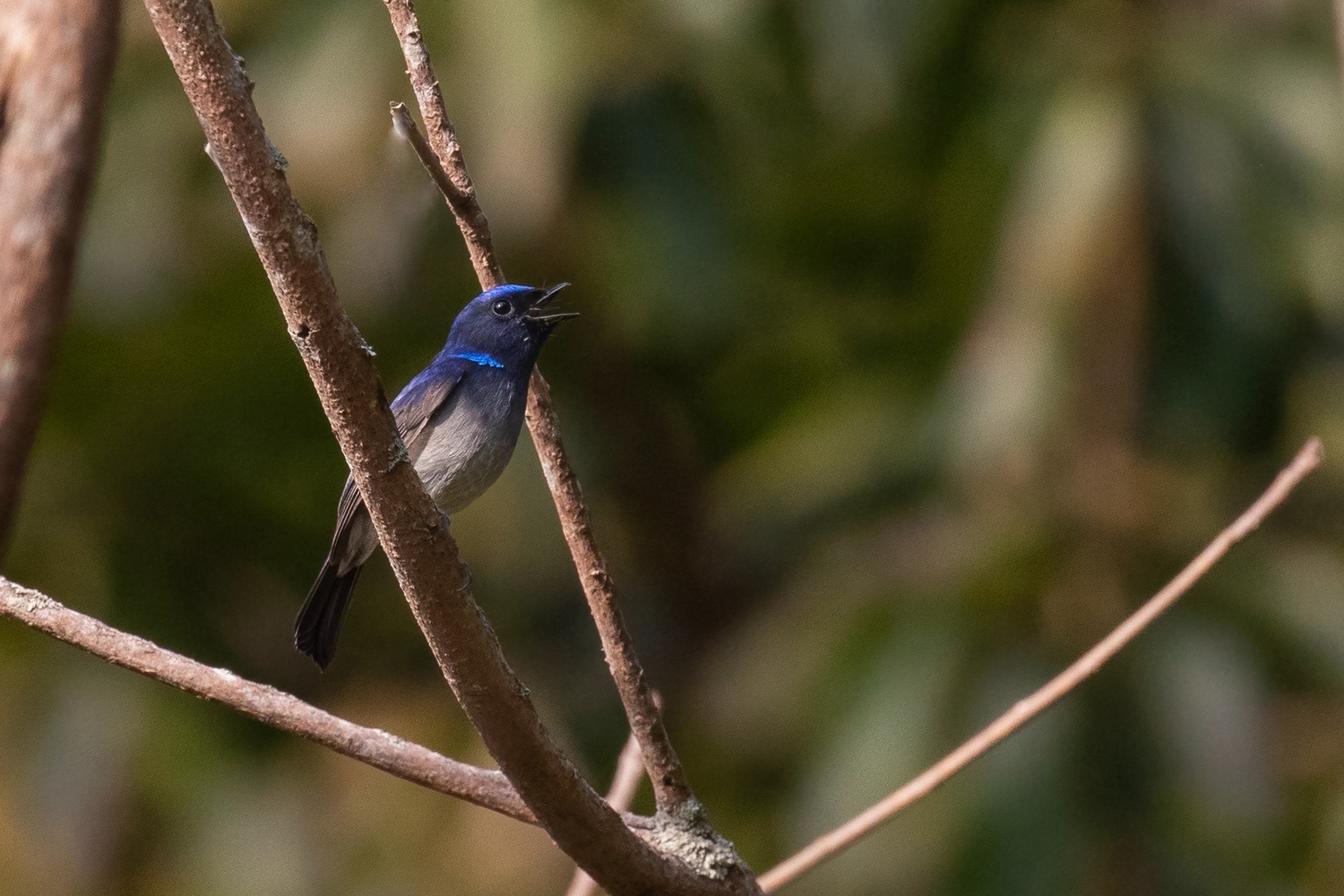 Smallniltava