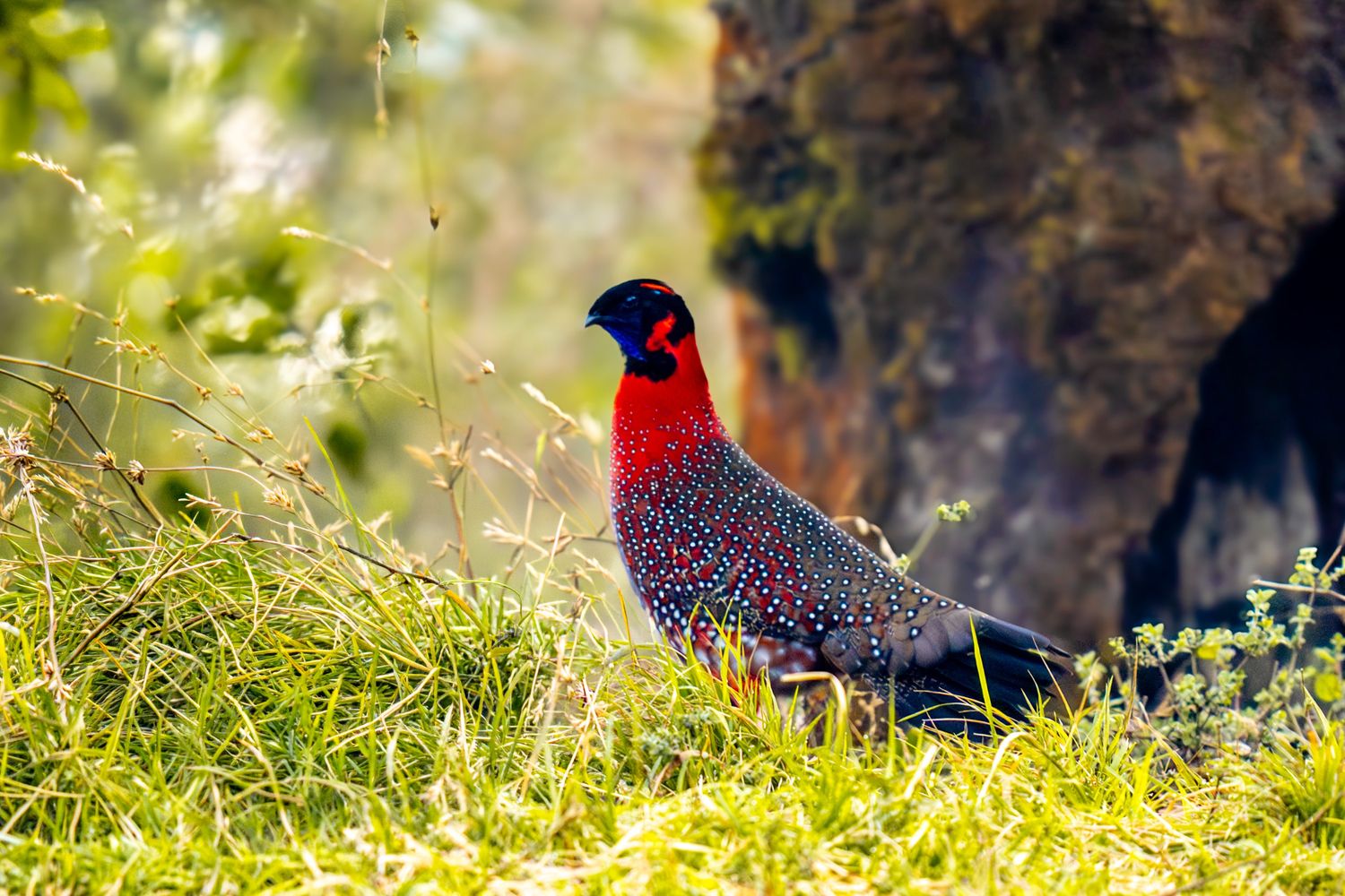 Stayr Tragopan