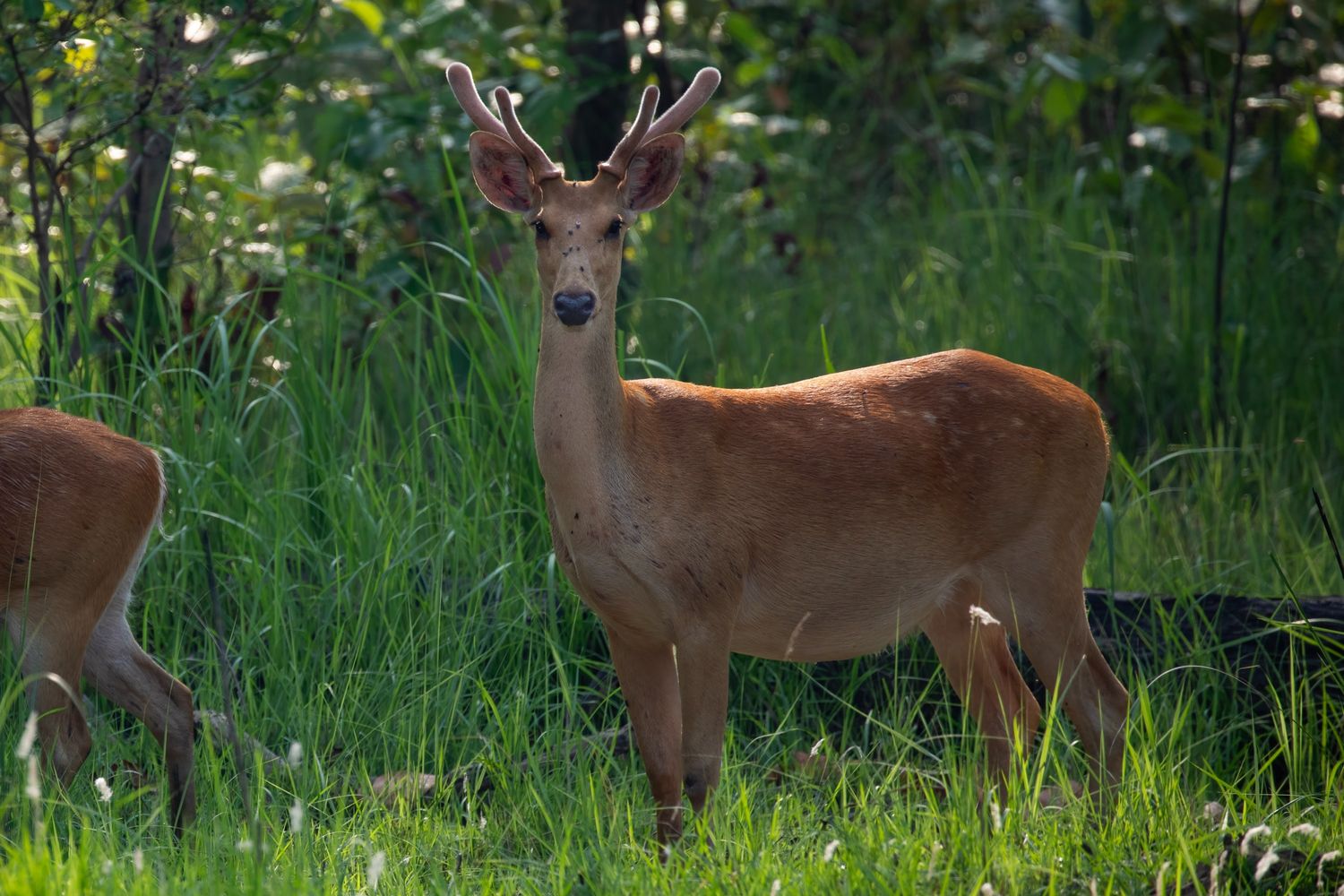 Swamp Deer