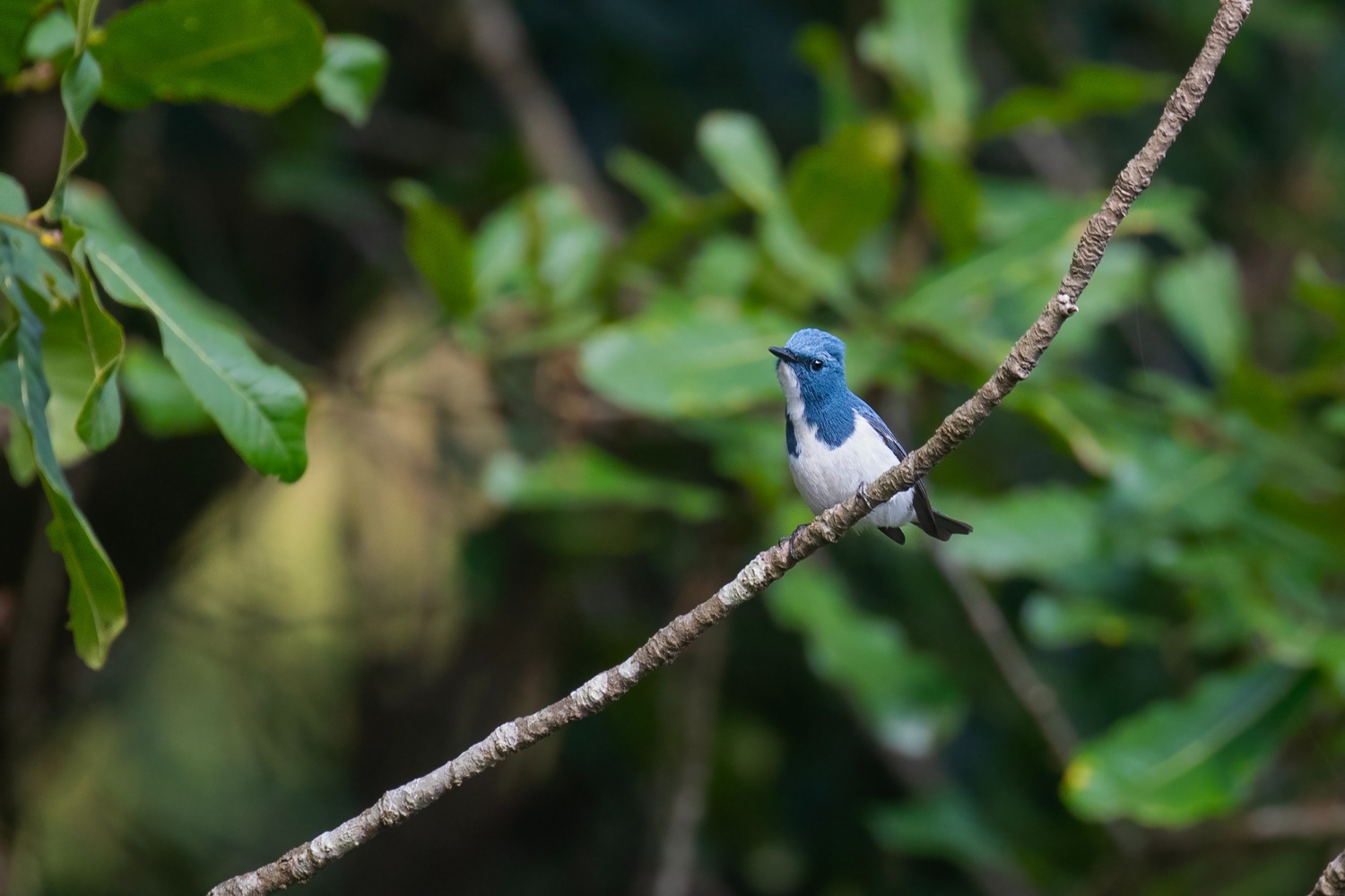 UltramarineFlycatcher