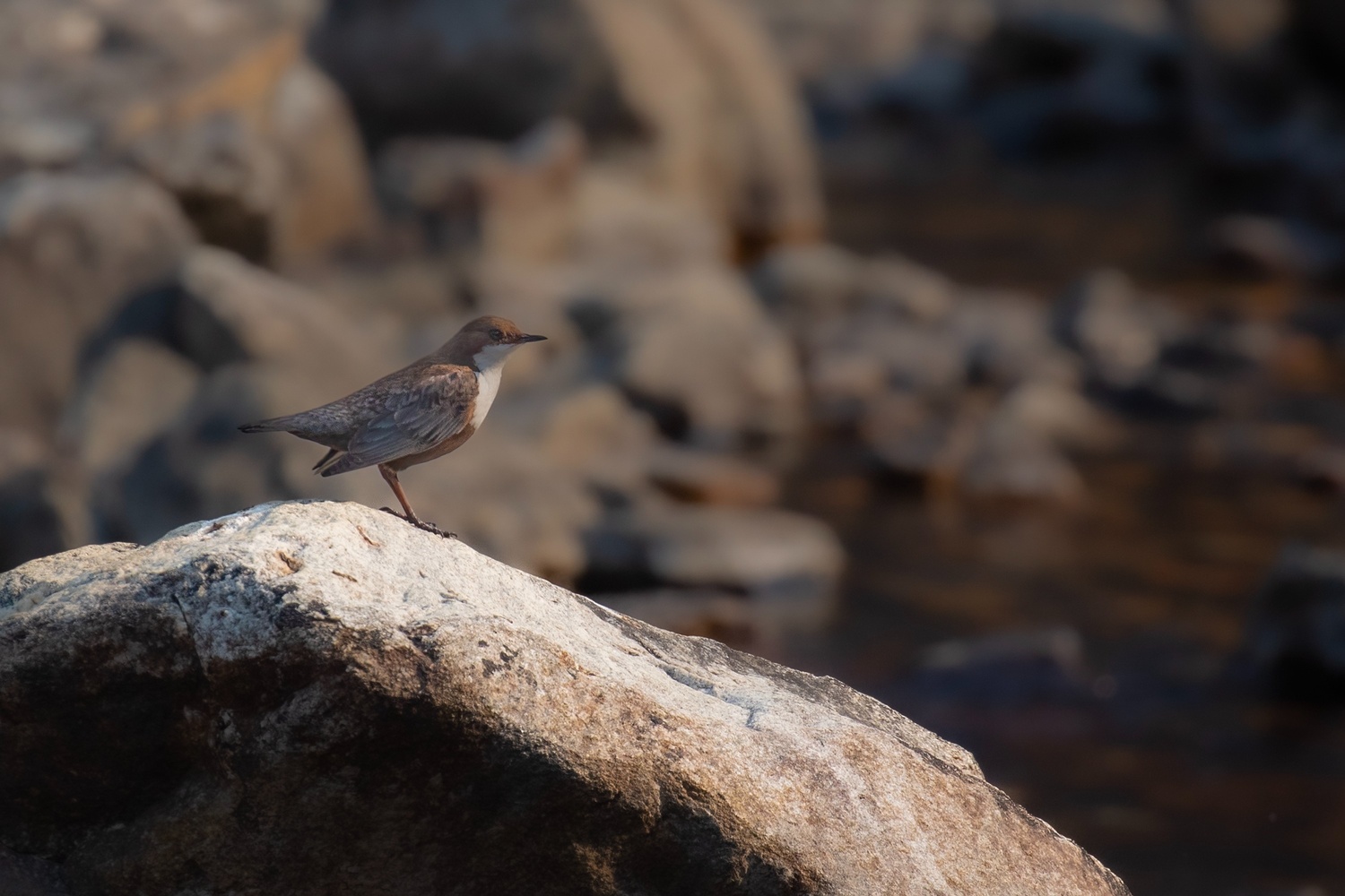 White throateddipper