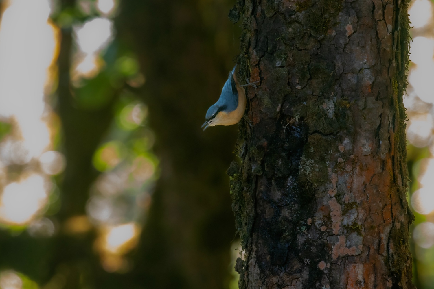 Whitetailednuthatch