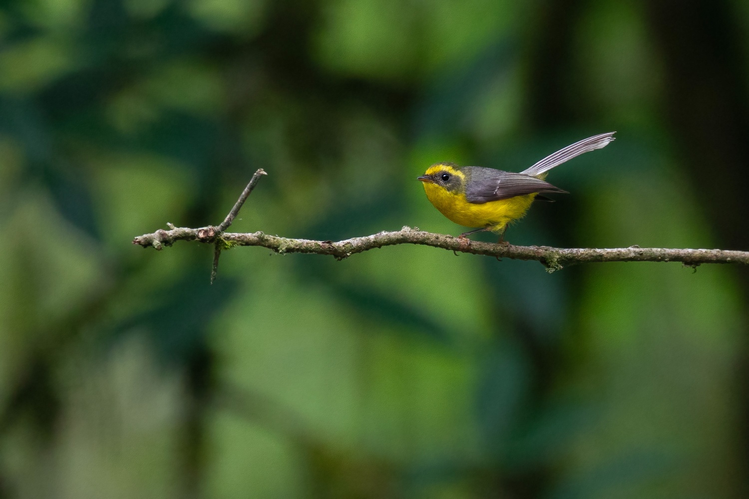 Yellow b. fantail