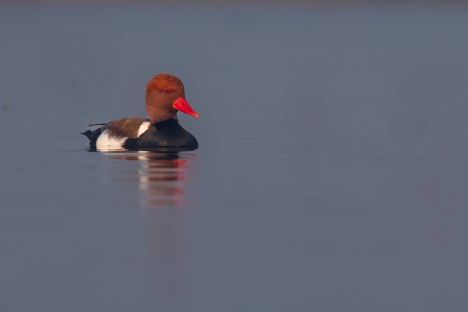 commonpochard