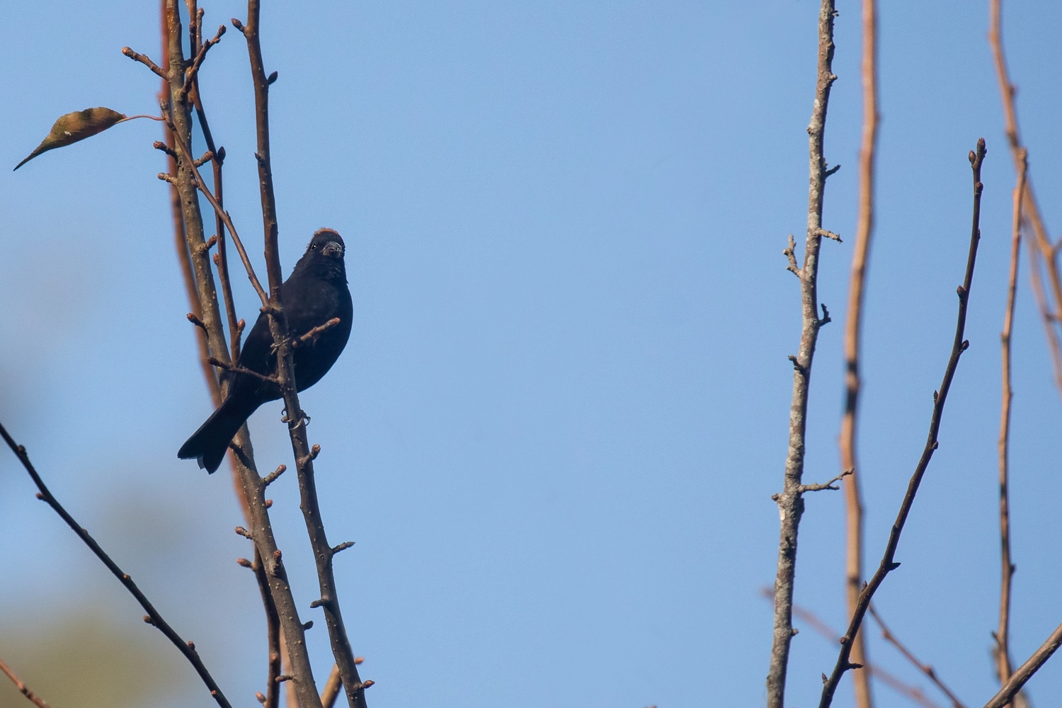 gnfinch