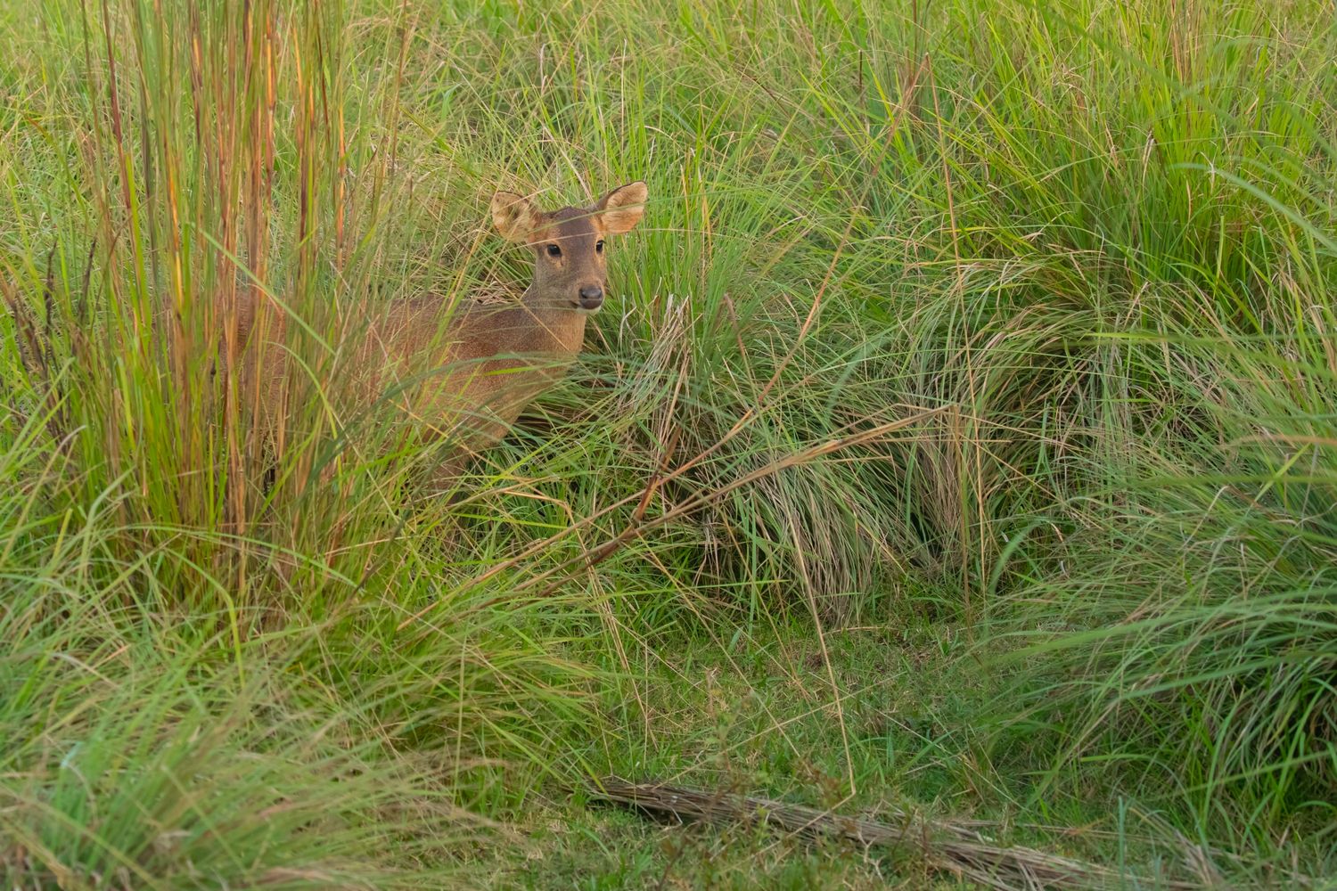 hogdeer copy