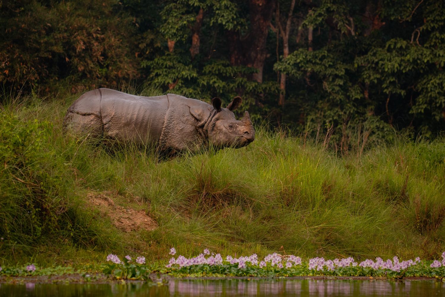 onrhino