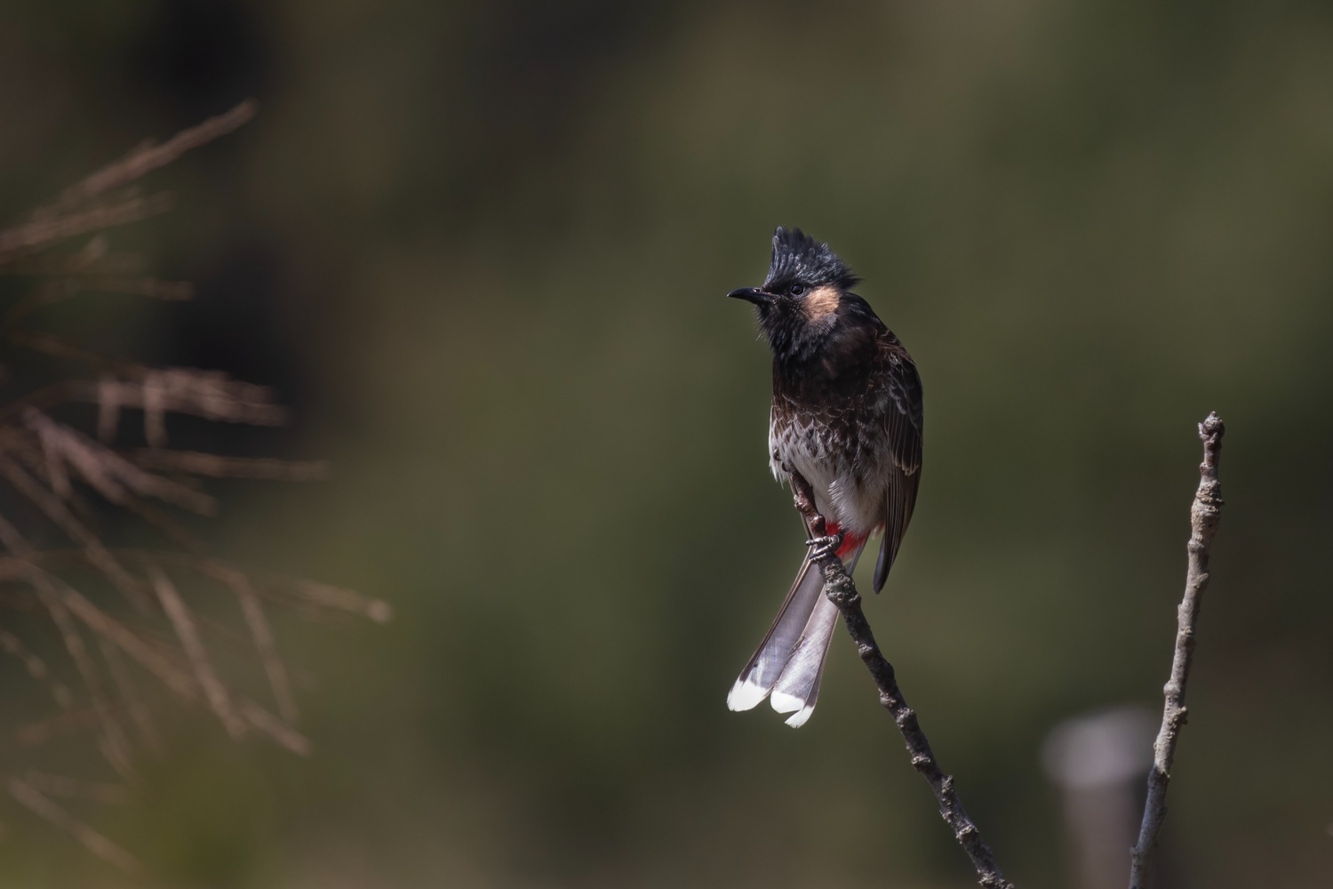 redventedbulbul