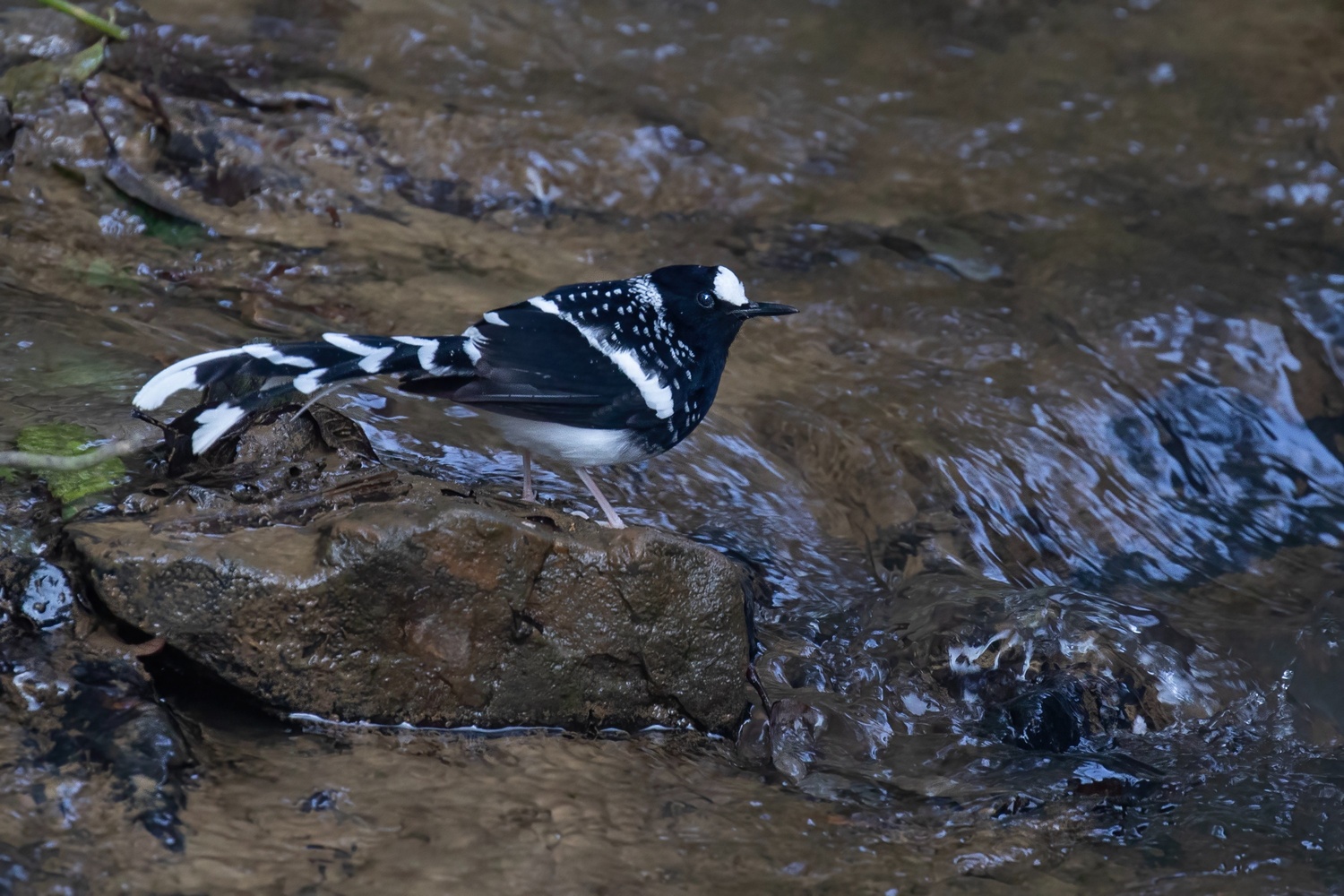 spottedforktail
