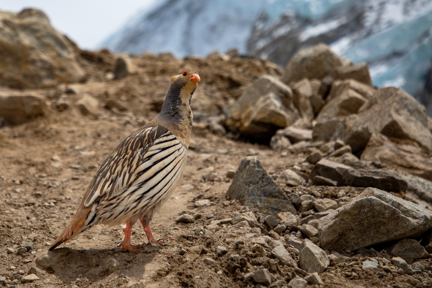 tibetsnowcock